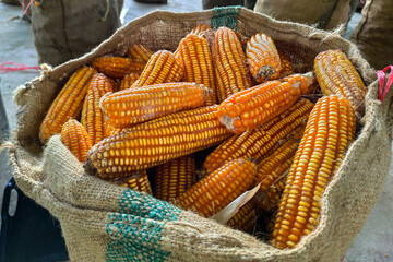 piles of corn were placed in the fields from the collection. Agriculture corn harvesting farming on field.