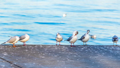 group of Chroicocephalus ridibundus (binomial name) or Black-headed gull Adult winter plumage