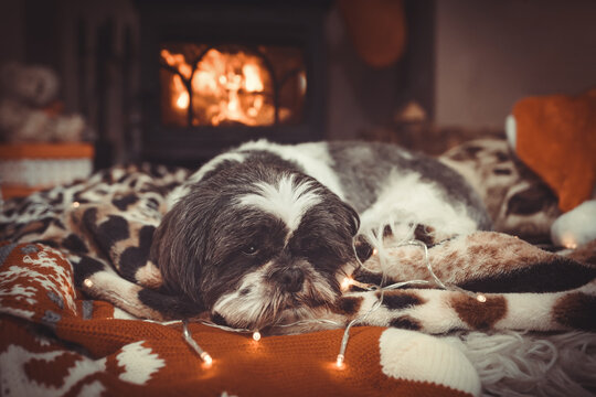 Christmas Shih Tzu