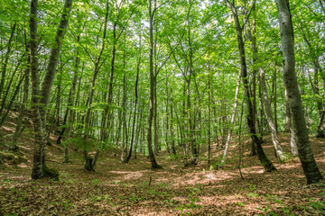 Beautiful forest landscape from Fusea in Friuli Venezia Giulia, Italy