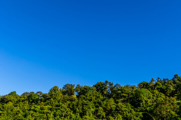 Forest under deep blue sky on mountain