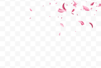 Red Blossom Beauty Vector Transparent Background.