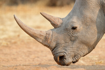 Obraz premium white rhinoceros