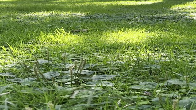 Grass in the morning