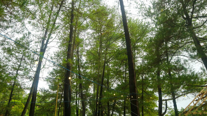 Fototapeta premium the beautiful pine tree seen from below
