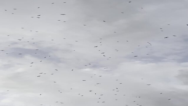 Birds flying in the cloudy sky