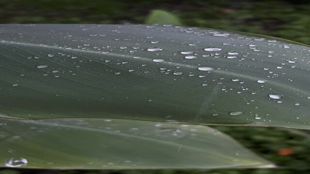 rain drops on a leaf