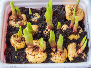 Germination of gladiolus bulbs in a plastic box with soil