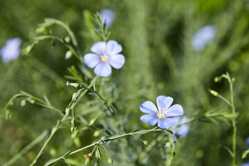 Blue flax flower. Flax blossom