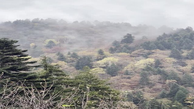 fog in the mountains
