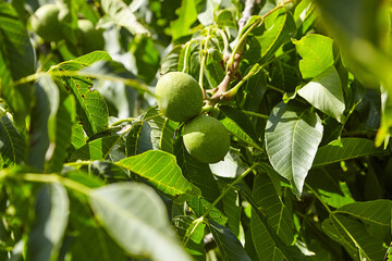 Walnut tree with walnut fruit in green pericarp