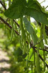 Obraz premium Green bean pods. Bean plant