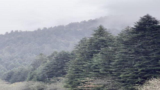 Foggy forest
