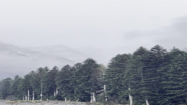 morning in the foggy mountain