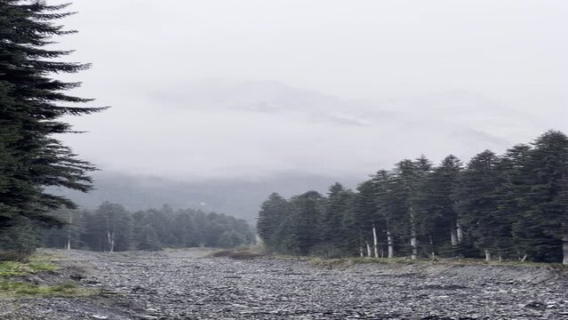 forest in winter
