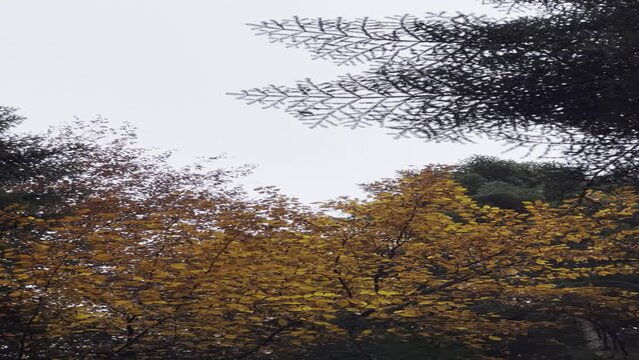 Autumn leaves in the rain