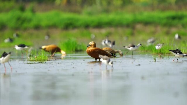 Ruddy Shelduck migration birds in Thailand and Southeast Asia.