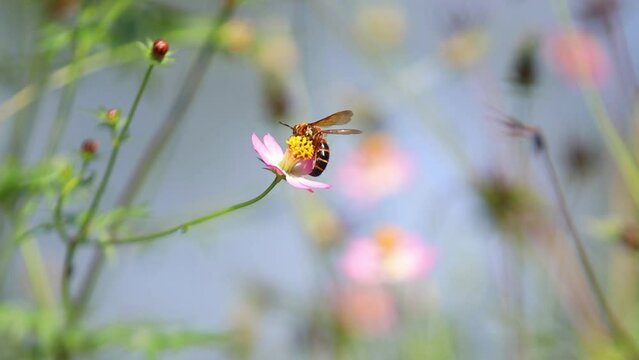 Campsomeris annulata, scoliid wasp, Campsomerini, Yellow Jacket Wasp, Yellow Wasp perched on Flower