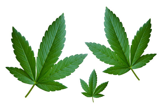 Cannabis leaves on a transparent background