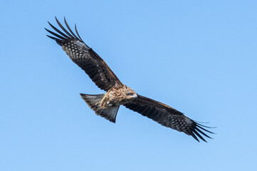 空飛ぶ鳶
