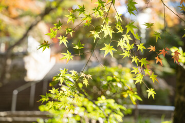 新緑　光に当たった紅葉の壁紙