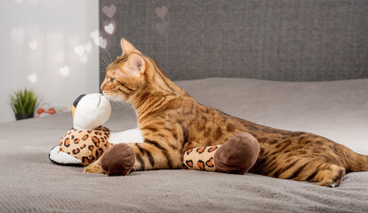 A bengal cat in love licks or kisses and hugs a toy leopard at home.