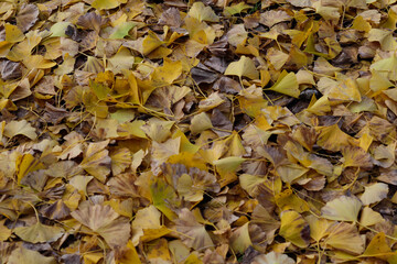 Fallen leaves of yellow ginkgo tree and shoes, ginkgo carpet, autumn leaves in full bloom, landscape background of autumn leaves hunting, autumn　winter image