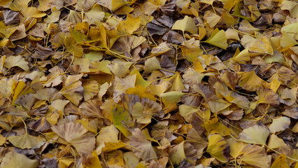 Fallen leaves of yellow ginkgo tree and shoes, ginkgo carpet, autumn leaves in full bloom, landscape background of autumn leaves hunting, autumn　winter image
