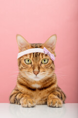 Adorable Bengal cat in a pink rim on the background.