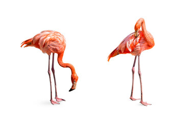 Collection, flamingo (Phoenicopterus ruber) Heart shape, neck curl and standing posture isolated on...