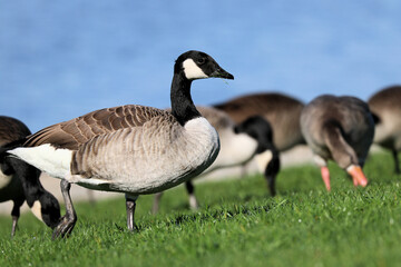 Männliche Kanadagans auf einem Stop zum Weiden kurz vor dem Weiterflug nach Süden