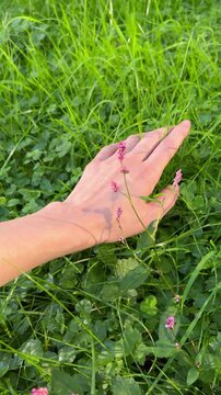 hand holding grass