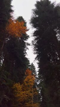 rain in the forest