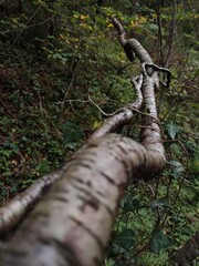 Branche d'arbre en foret 