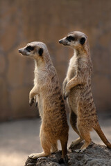 two meerkats look ahead in zoo