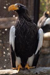 bald eagle sitting and looking away