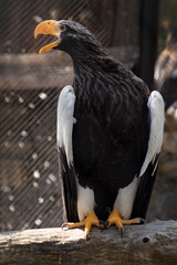 bald eagle sitting and looking away