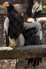 bald eagle sits spreading its wing