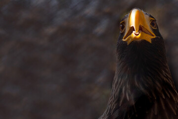 white-tailed eagle close-up portrait