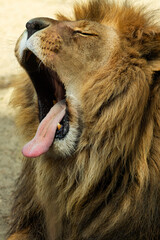 Big lion yawns. Protruding tongue. Portrait. © Katyart
