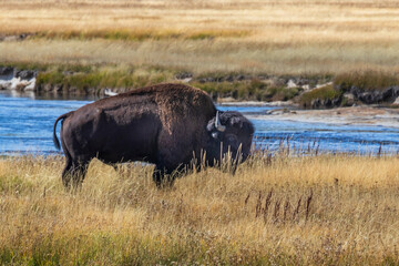 American bison in the grass close to ariver at Yellowstone national park. USA.