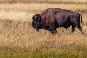 Raamstickers American bison in the grass close to ariver at Yellowstone national park. USA. © jefwod