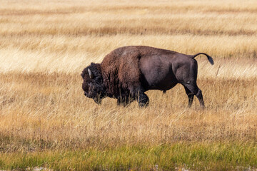 American bison in the grass close to ariver at Yellowstone national park. USA.