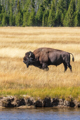 American bison in the grass close to ariver at Yellowstone national park. USA. © jefwod