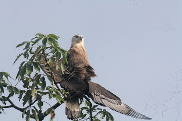 Pallas fish eagle