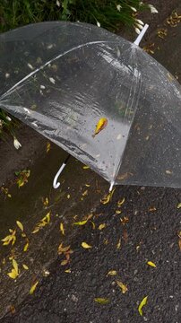Transparent open umbrella is lying on a road in rainy season
