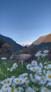 Cow in field eating grass