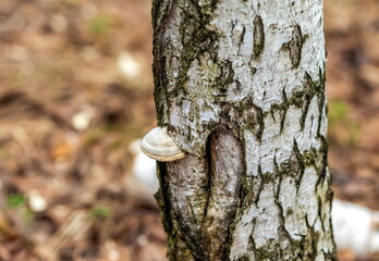 Mushroom on the trunk of a birch tree close-up against the background of last year's foliage