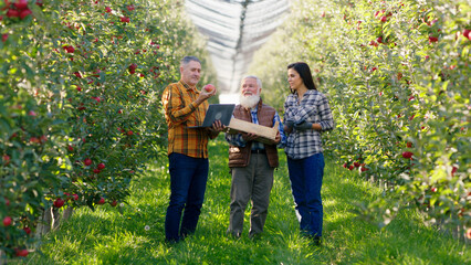 Fototapeta premium In front of the camera in the middle of apple orchard group of young and old farmers walking through the orchard take some ripe apples and analysing the harvest using the laptop to make a statistic