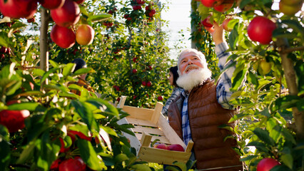 Autumn sunny day in the middle of large apple orchard old man farmer holding a wooden chest and...